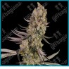 Vlad the Inhaler ( Chernobyl x Stoopid Fruits ) de White label