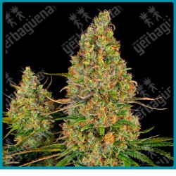 Sticky orange xxl auto ( California Indica x Shiva Skunk x Gorilla Glue x Maple Leaf Indica ) de Sensi seeds