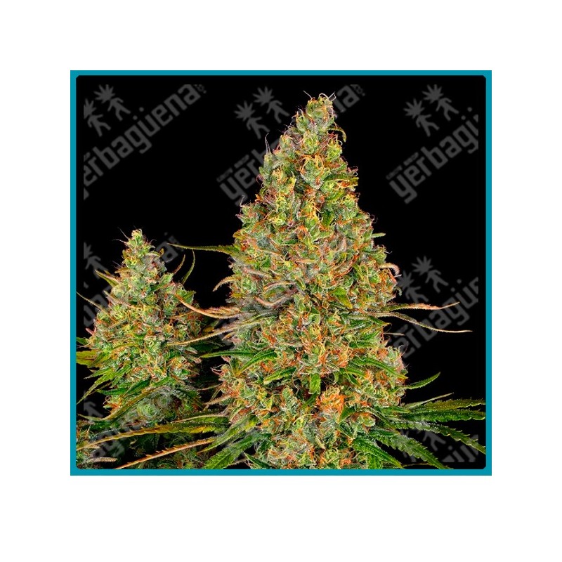 Sticky orange xxl auto ( California Indica x Shiva Skunk x Gorilla Glue x Maple Leaf Indica ) de Sensi seeds