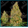 Sticky orange xxl auto ( California Indica x Shiva Skunk x Gorilla Glue x Maple Leaf Indica ) de Sensi seeds