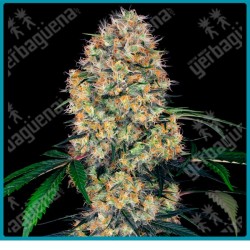 Sensi amnesia xxl auto ( Original Amnesia x Original Amnesia x Ruderalis ) de Sensi seeds