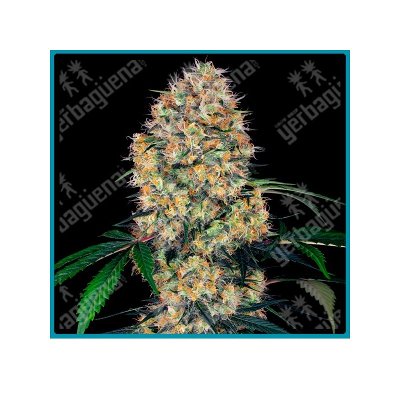 Sensi amnesia xxl auto ( Original Amnesia x Original Amnesia x Ruderalis ) de Sensi seeds