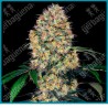 Sensi amnesia xxl auto ( Original Amnesia x Original Amnesia x Ruderalis ) de Sensi seeds