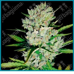 Super skunk auto ( Super skunk x Ruderalis ) de White label