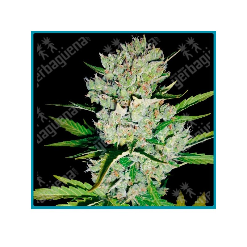 Super skunk auto ( Super skunk x Ruderalis ) de White label