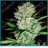 Super skunk auto ( Super skunk x Ruderalis ) de White label