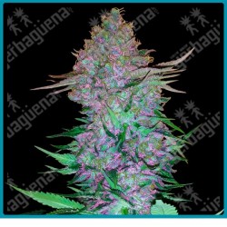 Purple skunk auto ( Shiva Skunk x Hindu Kush Auto x Skunk #1 ) de Sensi seeds