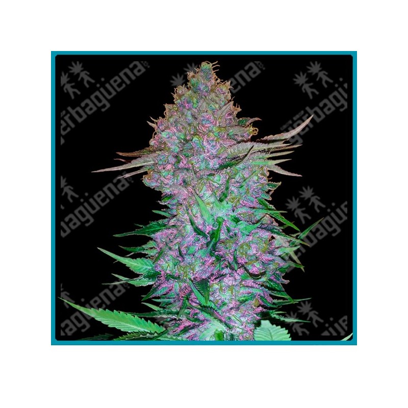 Purple skunk auto ( Shiva Skunk x Hindu Kush Auto x Skunk #1 ) de Sensi seeds