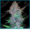Purple skunk auto ( Shiva Skunk x Hindu Kush Auto x Skunk #1 ) de Sensi seeds