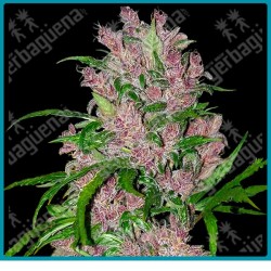 Purple bud auto ( Purple bud x Ruderalis ) de White label
