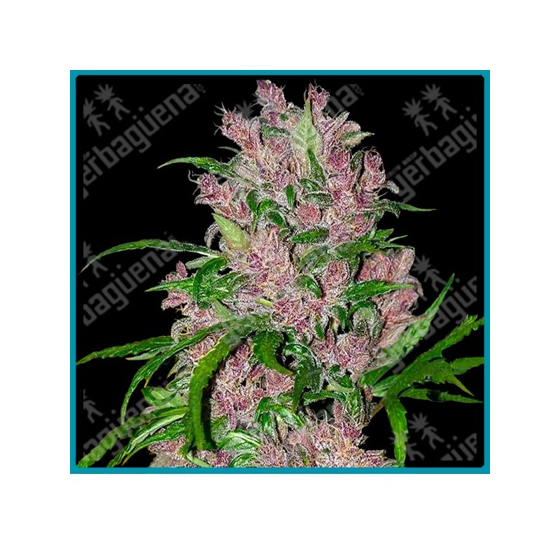 Purple bud auto ( Purple bud x Ruderalis ) de White label