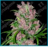 Purple bud auto ( Purple bud x Ruderalis ) de White label
