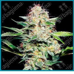Sensi skunk auto ( Sensi skunk x Ruderalis ) de Sensi seeds