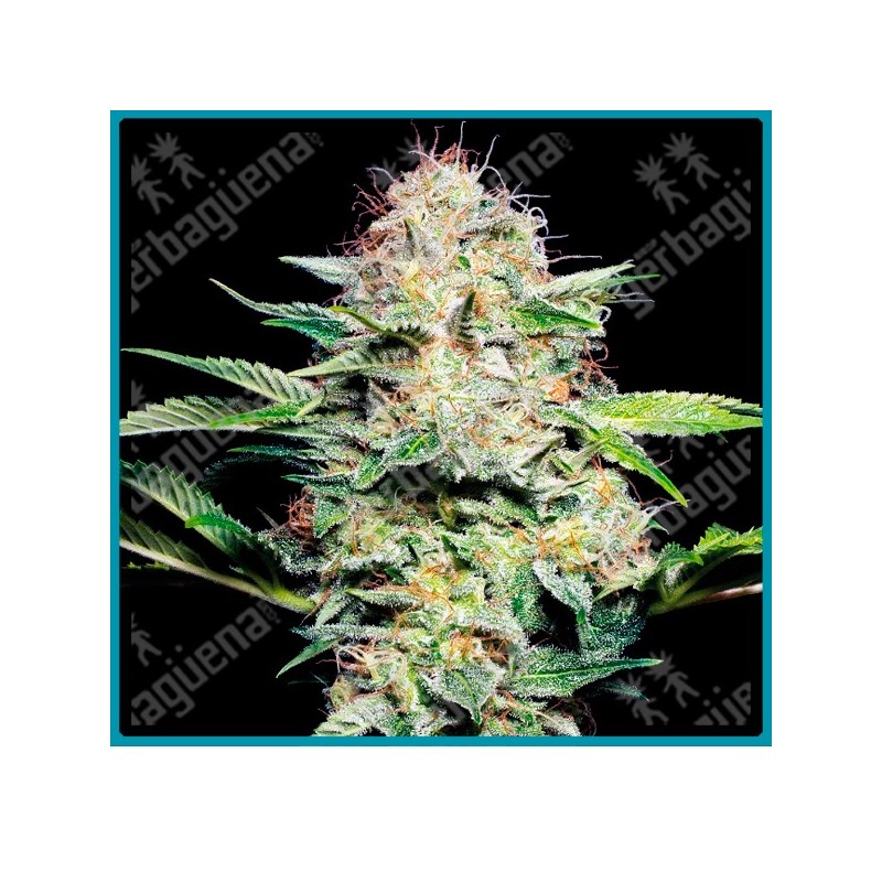 Sensi skunk auto ( Sensi skunk x Ruderalis ) de Sensi seeds