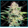 Sensi skunk auto ( Sensi skunk x Ruderalis ) de Sensi seeds