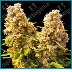 Banana kush cake auto ( Wedding Cheesecake x Banana Kush x Hindu Kush Auto ) de Sensi seeds