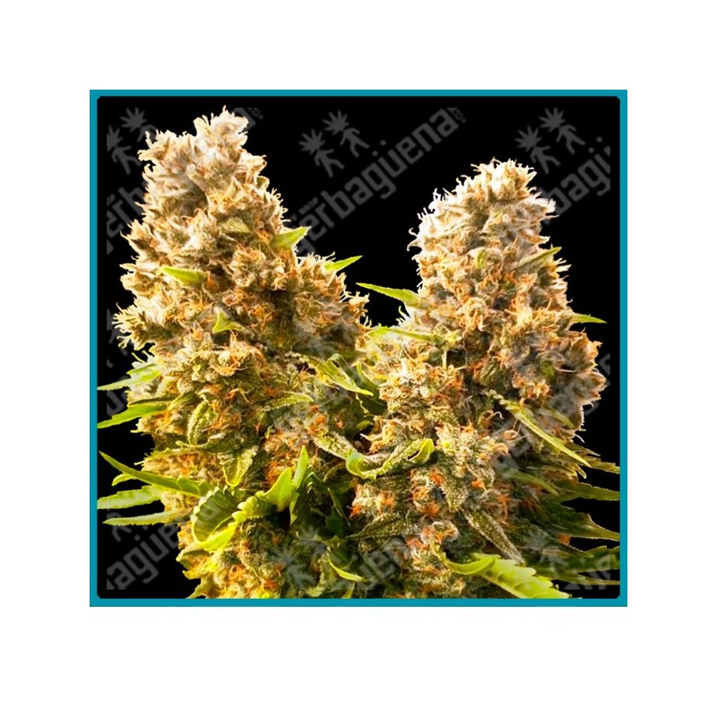 Banana kush cake auto ( Wedding Cheesecake x Banana Kush x Hindu Kush Auto ) de Sensi seeds