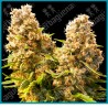 Banana kush cake auto ( Wedding Cheesecake x Banana Kush x Hindu Kush Auto ) de Sensi seeds