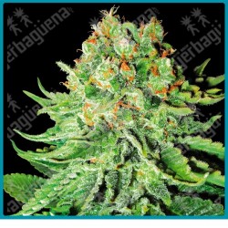 Northern lights auto ( Northern Lights x Ruderalis ) de White label