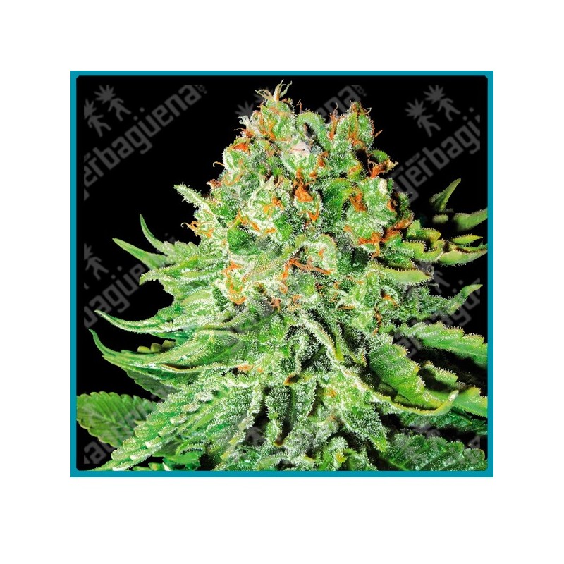 Northern lights auto ( Northern Lights x Ruderalis ) de White label