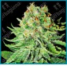 Northern lights auto ( Northern Lights x Ruderalis ) de White label