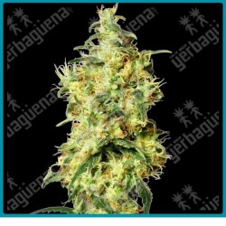 White widow auto ( White widow x Ruderalis ) de White label