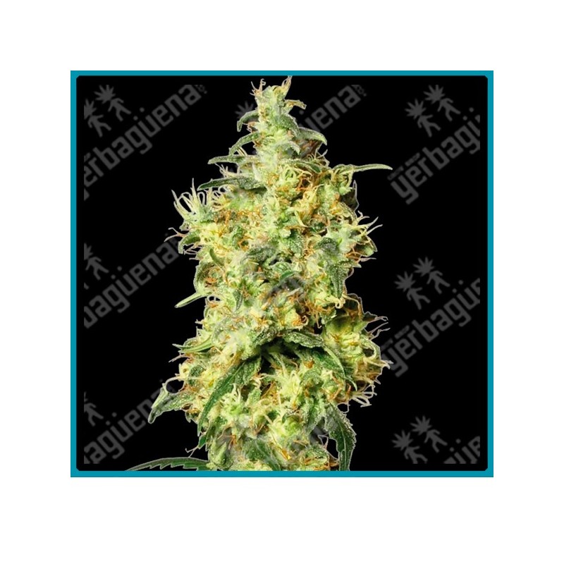 White widow auto ( White widow x Ruderalis ) de White label