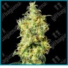 White widow auto ( White widow x Ruderalis ) de White label