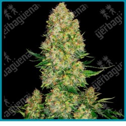 Skunk #1 auto de ( Skunk 1 x Ruderalis ) Sensi seeds
