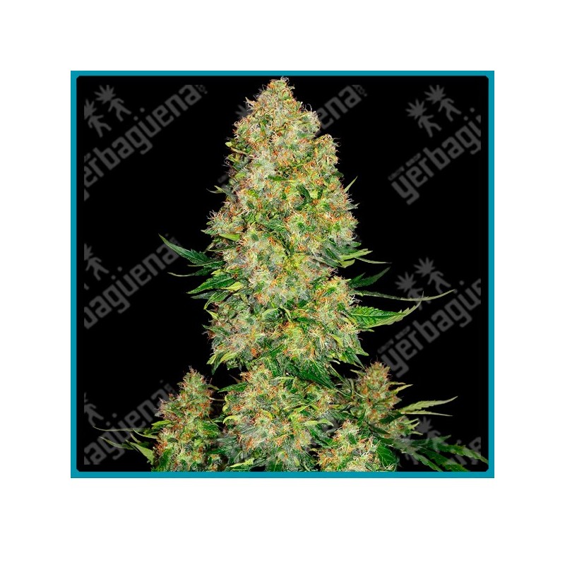 Skunk #1 auto de ( Skunk 1 x Ruderalis ) Sensi seeds