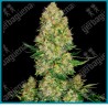Skunk #1 auto de ( Skunk 1 x Ruderalis ) Sensi seeds