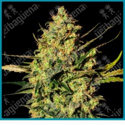 Master kush auto de White label
