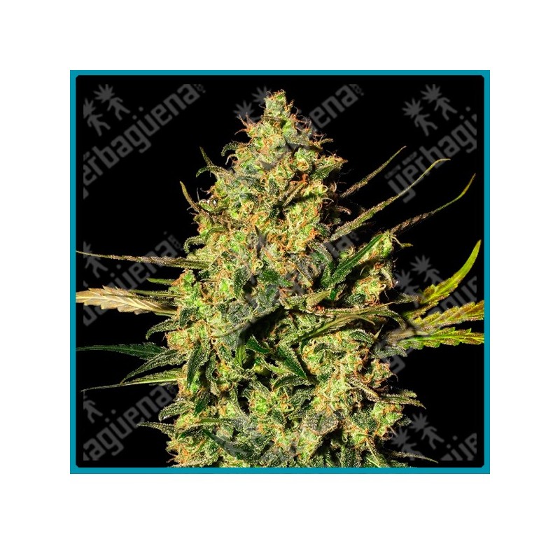 Master kush auto de White label