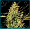 Master kush auto de White label