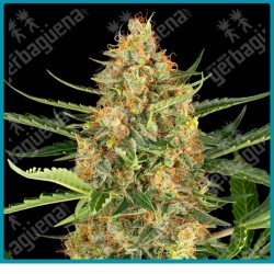 Blueberry bubblegum auto ( Gelato #420 x Sunset Sherbet ) de Sensi seeds