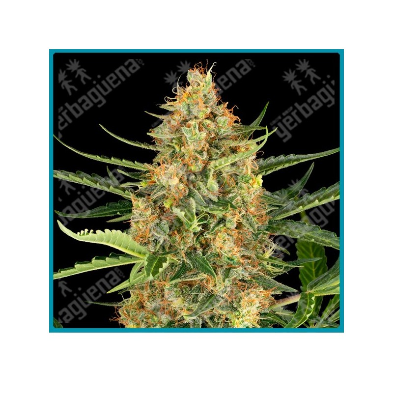Blueberry bubblegum auto ( Gelato #420 x Sunset Sherbet ) de Sensi seeds