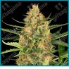 Blueberry bubblegum auto ( Gelato #420 x Sunset Sherbet ) de Sensi seeds
