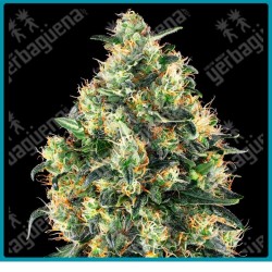Super skunk auto de Sensi seeds