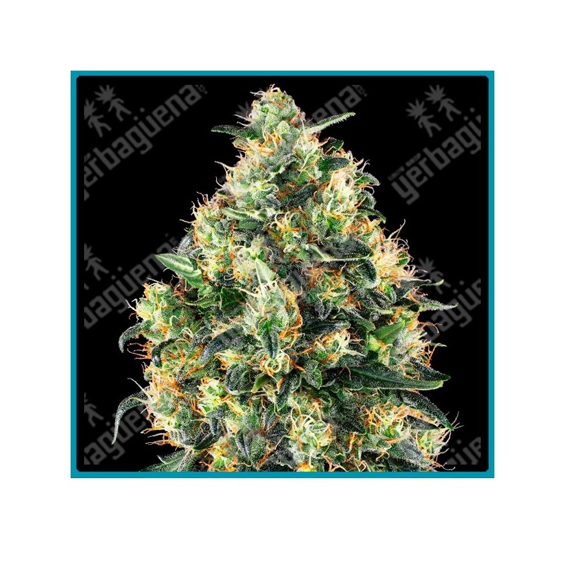 Super skunk auto de Sensi seeds