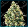 Super skunk auto de Sensi seeds