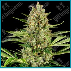 Jack herer auto ( Shiva Skunk x Haze x Northern Lights #5 ) de Sensi seeds