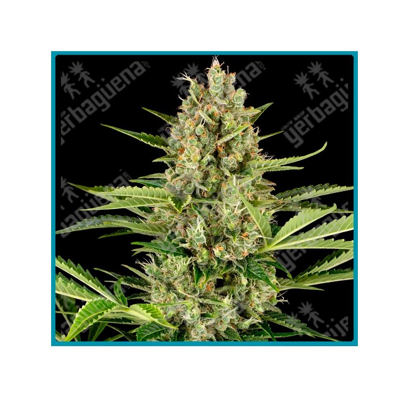 Jack herer auto ( Shiva Skunk x Haze x Northern Lights #5 ) de Sensi seeds