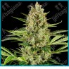 Jack herer auto ( Shiva Skunk x Haze x Northern Lights #5 ) de Sensi seeds