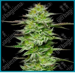 Amnesia jelly auto ( Mint Jelly Auto x Sensi Amnesia XXL ) de Sensi seeds