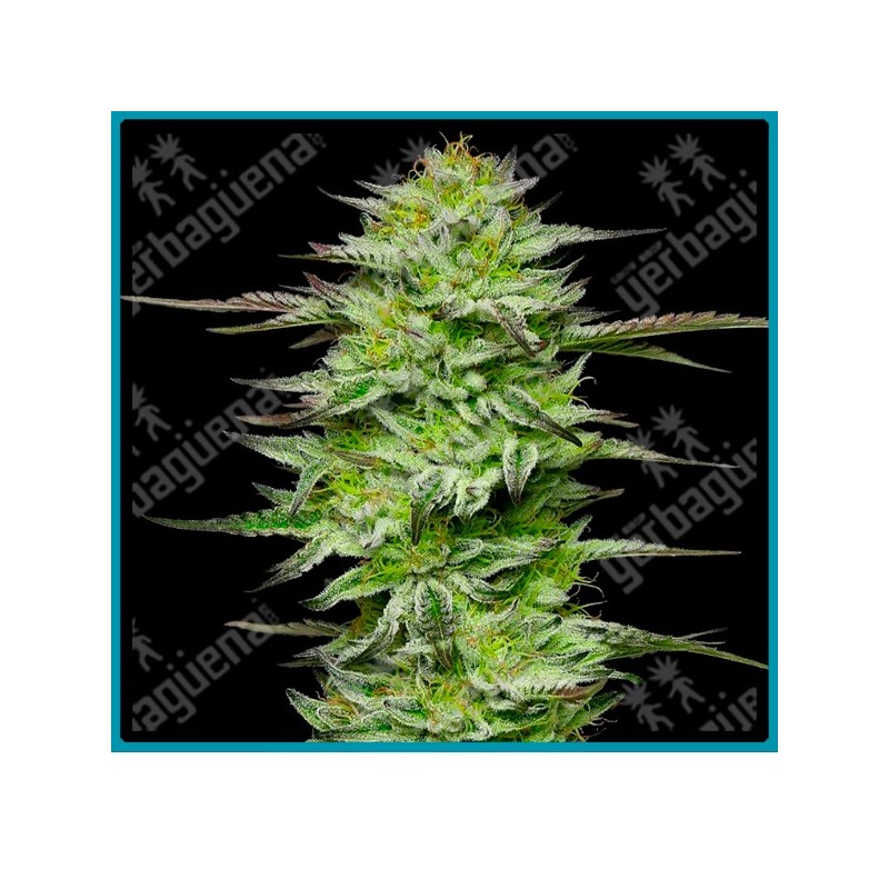 Amnesia jelly auto ( Mint Jelly Auto x Sensi Amnesia XXL ) de Sensi seeds