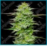 Amnesia jelly auto ( Mint Jelly Auto x Sensi Amnesia XXL ) de Sensi seeds