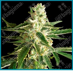 White diesel haze auto ( White Diesel x Ruderalis ) de White label