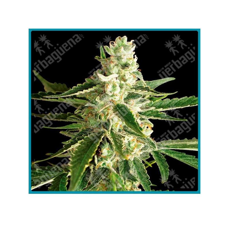 White diesel haze auto ( White Diesel x Ruderalis ) de White label