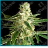White diesel haze auto ( White Diesel x Ruderalis ) de White label