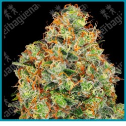 Sweet tangerine tango auto ( OG kush x Girl Scout cookies x Face off og kush x ruderalis ) de Sensi seeds